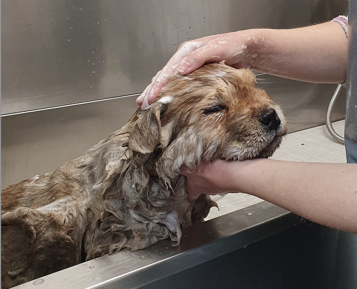 Dog enjoying a bath