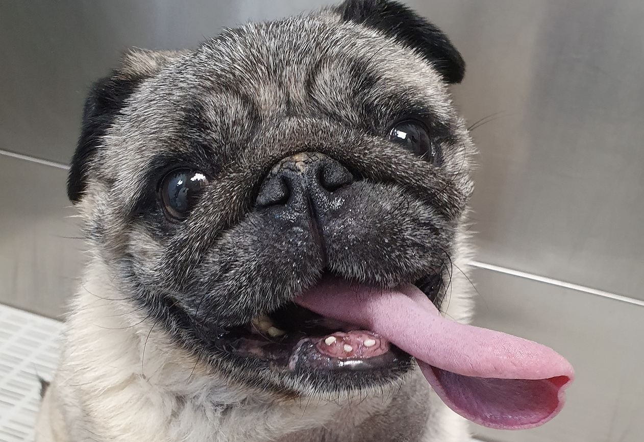 Dog receiving therapy