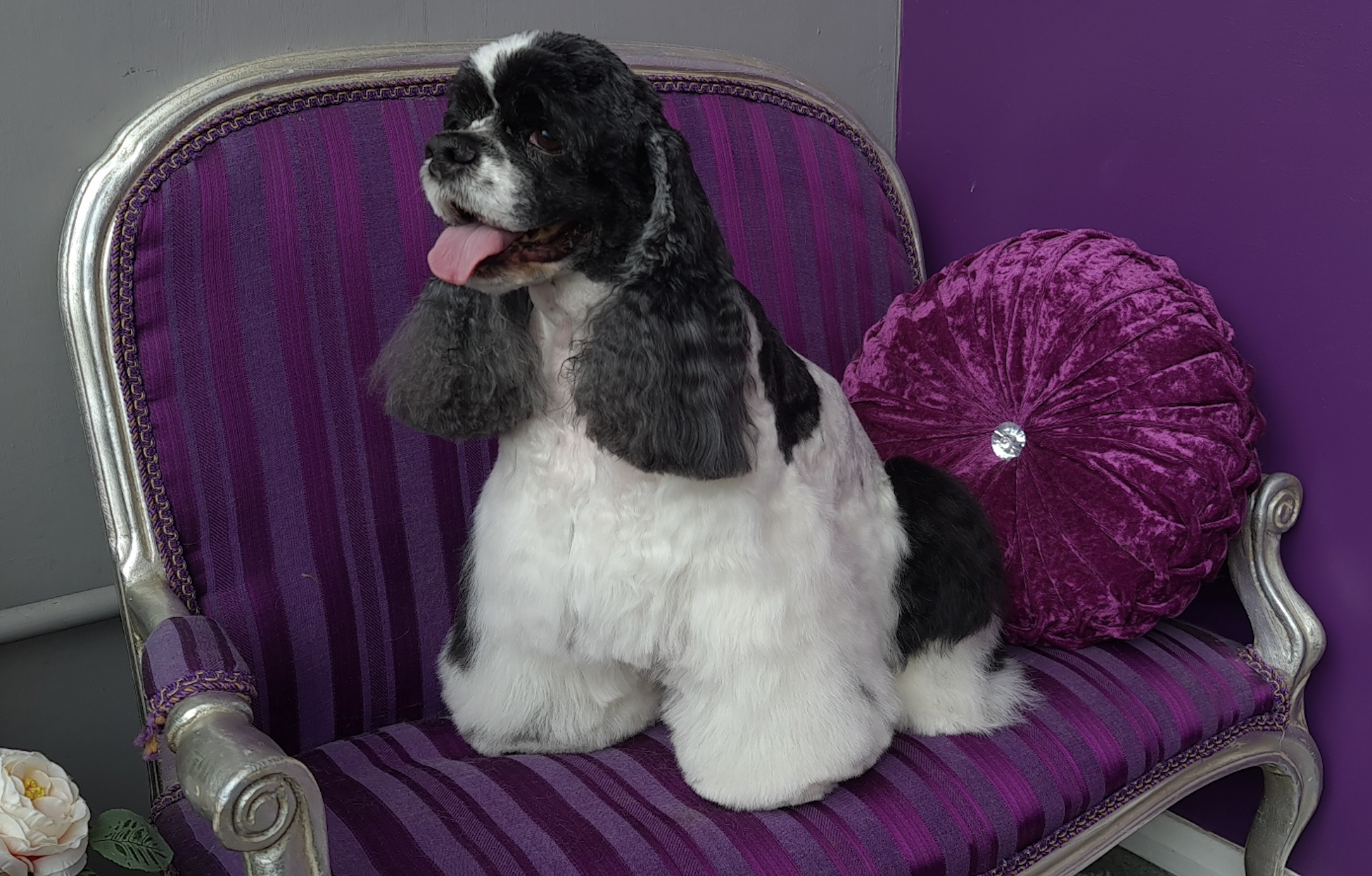 Dog being groomed at Funky Dogs