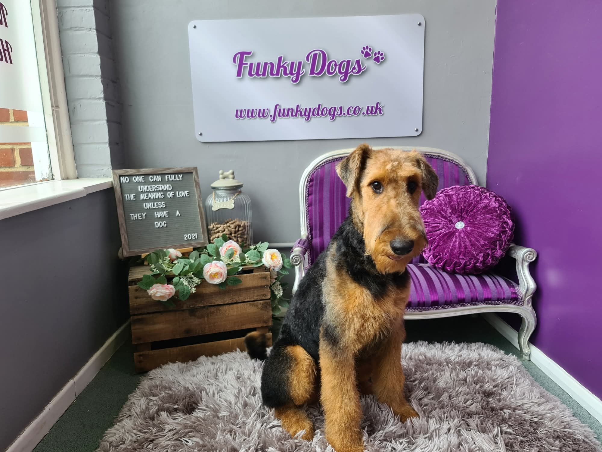 Funky Dogs salon — airedale terrier on the purple chair