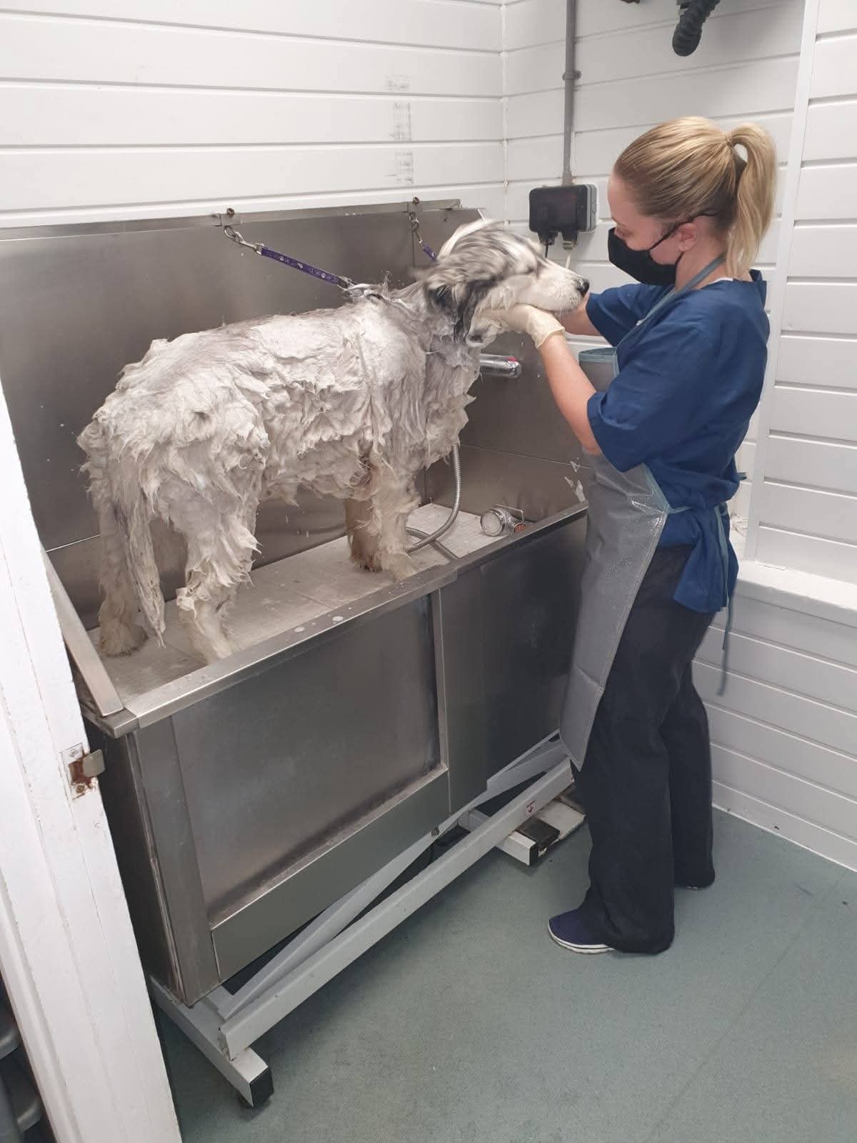 Dog enjoying a bath at Funky Dogs