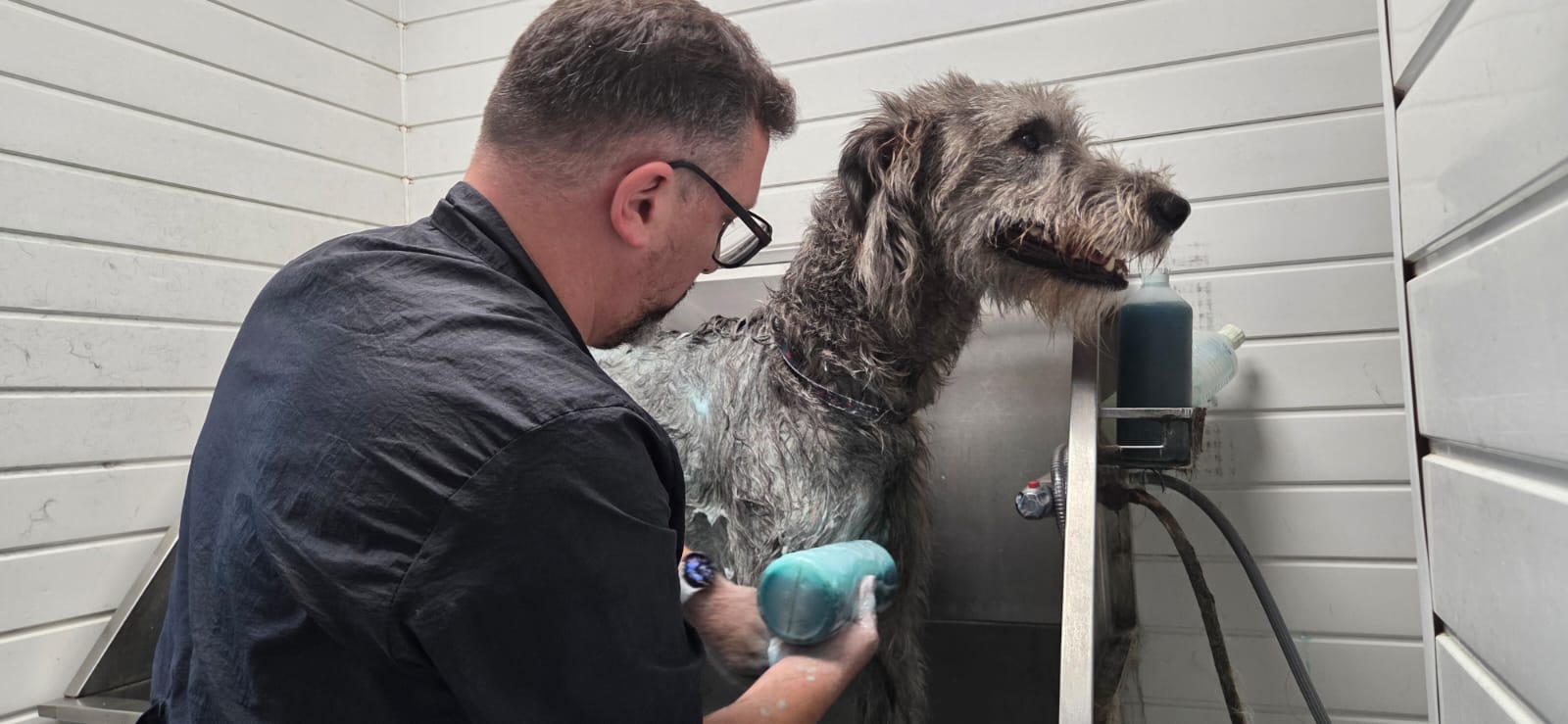 Groomer bathing a large dog