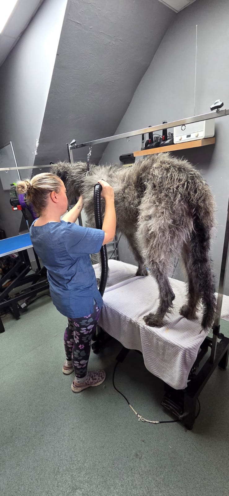 Blow-drying a freshly washed dog