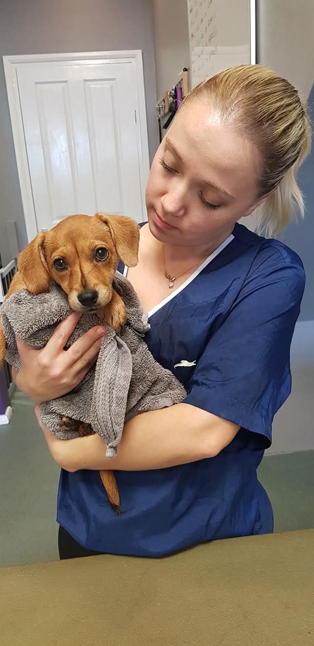 Groomer cuddling a freshly bathed puppy