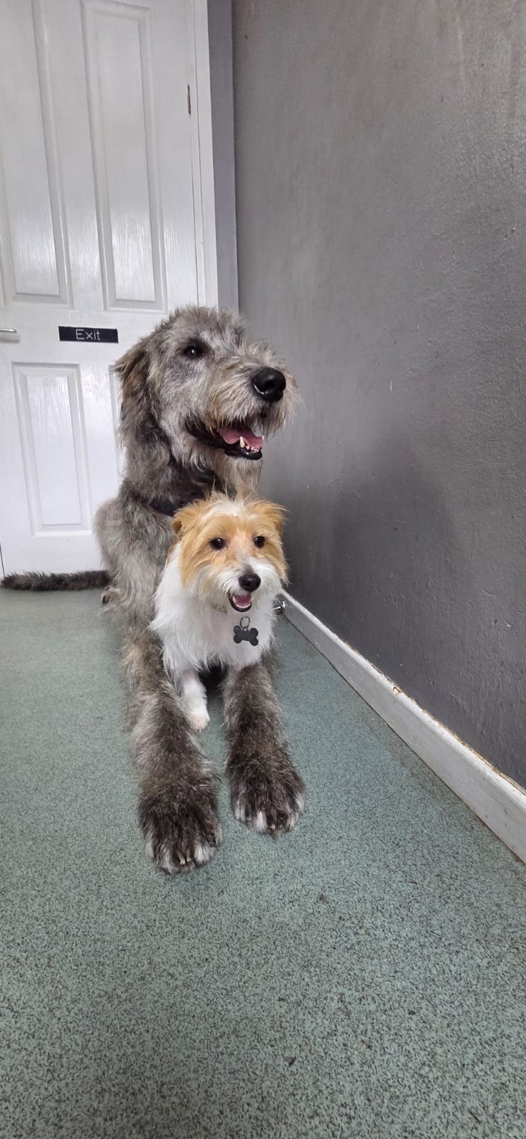 Two happy groomed dogs